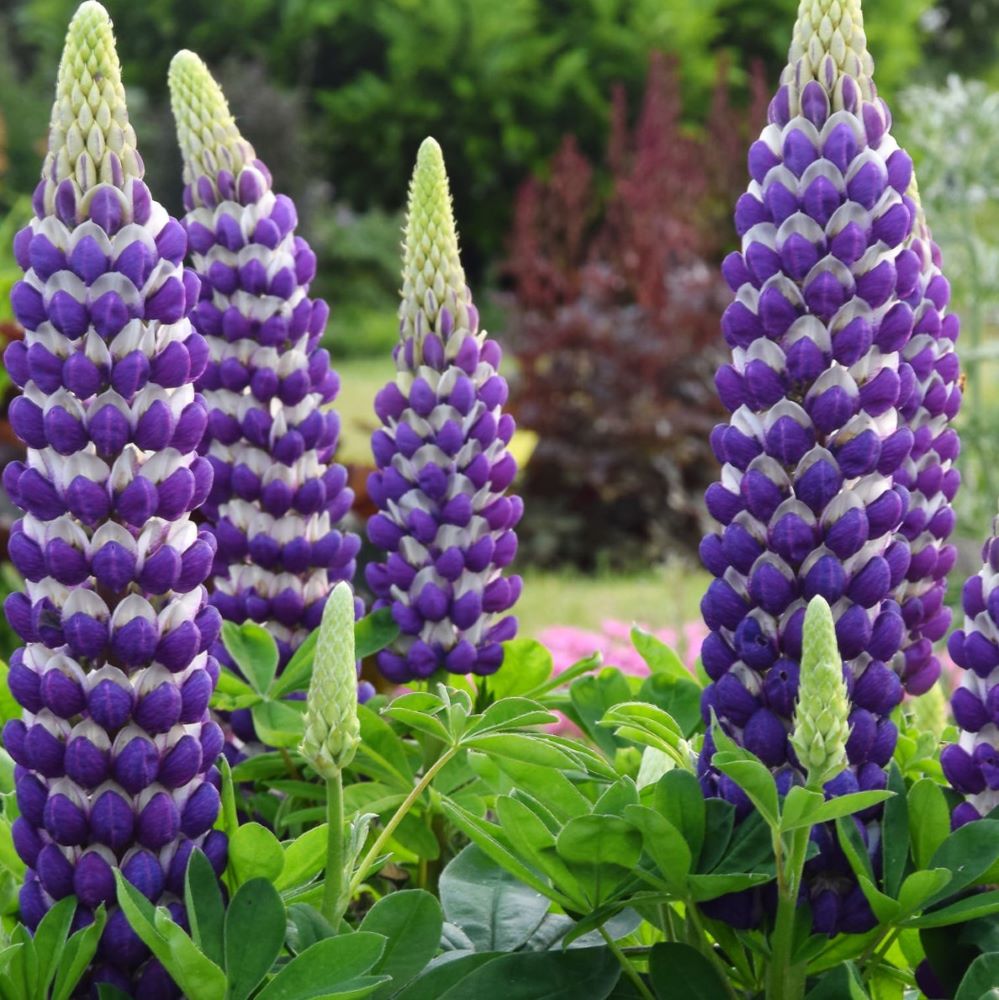 Westcountry™ Blacksmith Lupine ~ Lupinus polyphyllus PF600