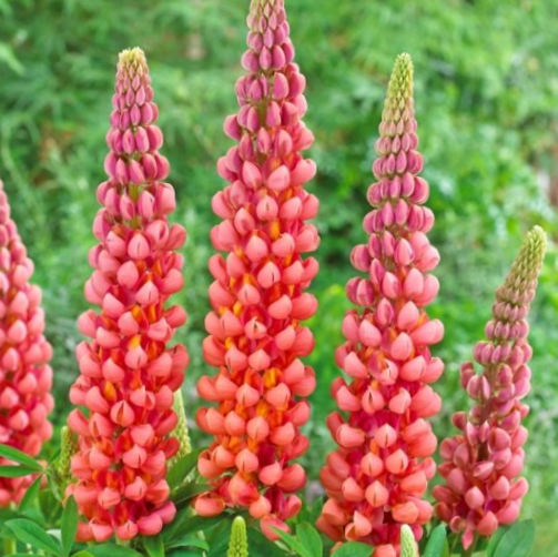 Westcountry™ Terracotta Lupine ~ Lupinus polyphyllus PF600