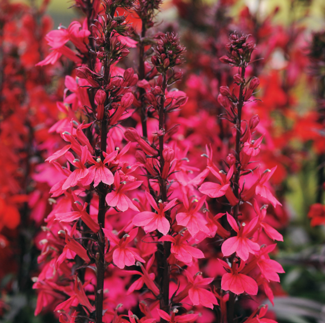 Starship™ Rose Cardinal Flower ~ Lobelia speciosa 19CM