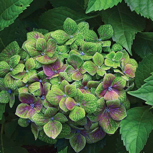 Froggie™ Hydrangea ~ Hydrangea macrophylla 'COF HM2' G2