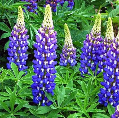 The Governor Lupine ~ Lupinus polyphyllus 'The Governor' 17CM