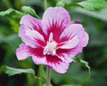 Purple Pillar® Rose of Sharon ~ Hibiscus syriacus 'Gandini Santiago' G3