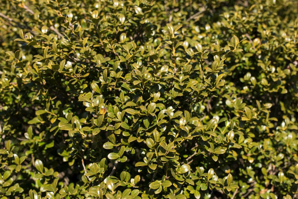 Winterscape Chilly Willy™ Japanese Holly ~ Ilex crenata 'Chilly Willy' G3
