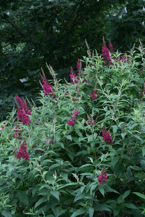 Funky Fuchsia™ Butterfly Bush ~ Buddleia davidii 'PIIBD-II' G2