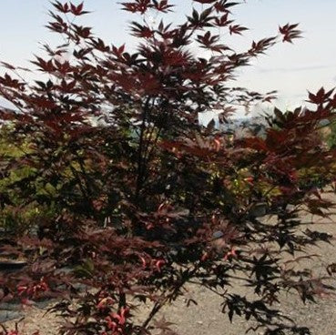 Samurai Sword™ Japanese Maple ~ Acer palmatum ''Samarzam'' G3 PW