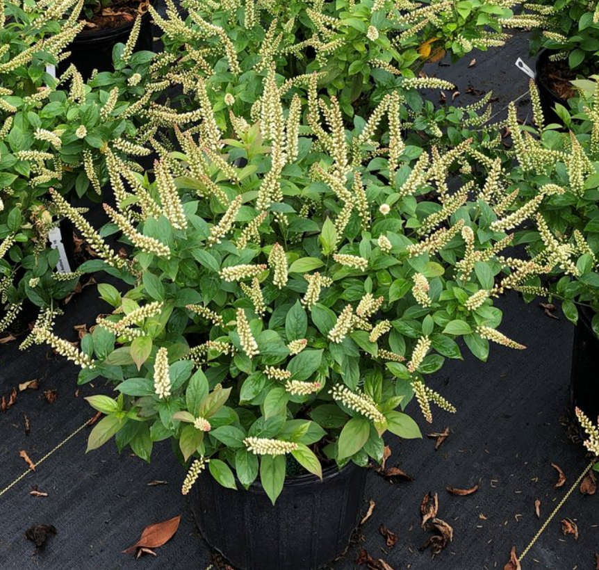 Fizzy Mizzy® Sweetspire ~ Itea virginica 'SMNIVMM' G3