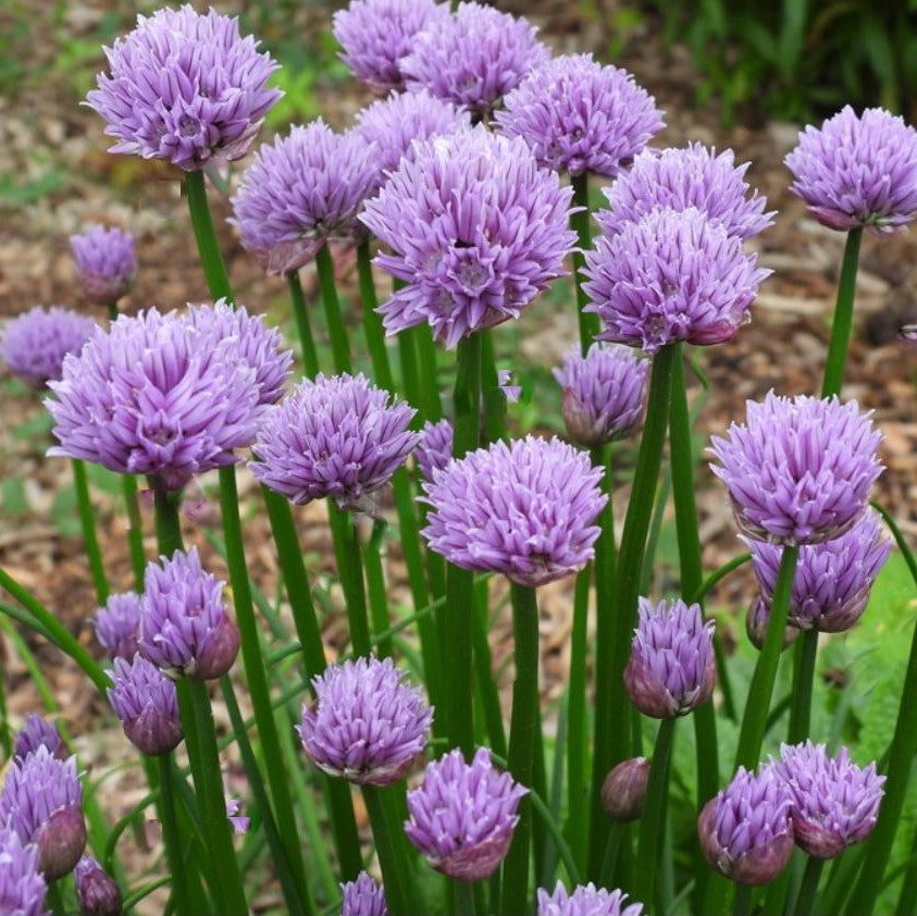Chivette Chives ~ Allium 'Chivette' 19CM