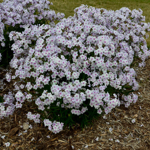 Opening Act Pink A Dot Phlox ~ Phlox x G1