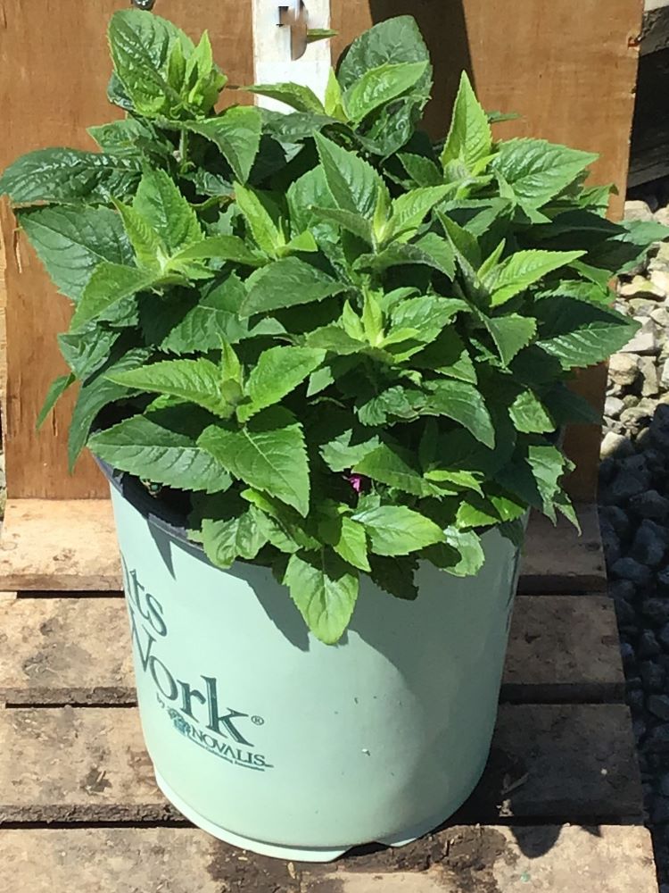 Pocahontas™ Pink Bee Balm ~ Monarda didyma 19CM