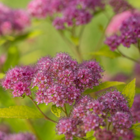 Little Spark® Spirea ~ Spiraea japonica 'Minspil04' G3