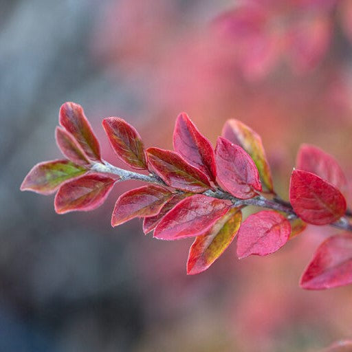Autumn Inferno® Cotoneaster ~ Cotoneaster 'Bronfire' G3