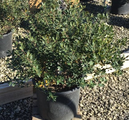 Forever Emerald™ Inkberry Holly ~ Ilex glabra 'Peggy's Cove' G3