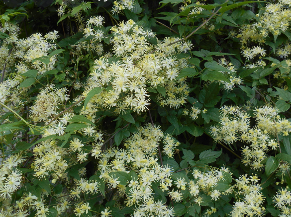 Virgin's Bower ~ Clematis virginiana G1
