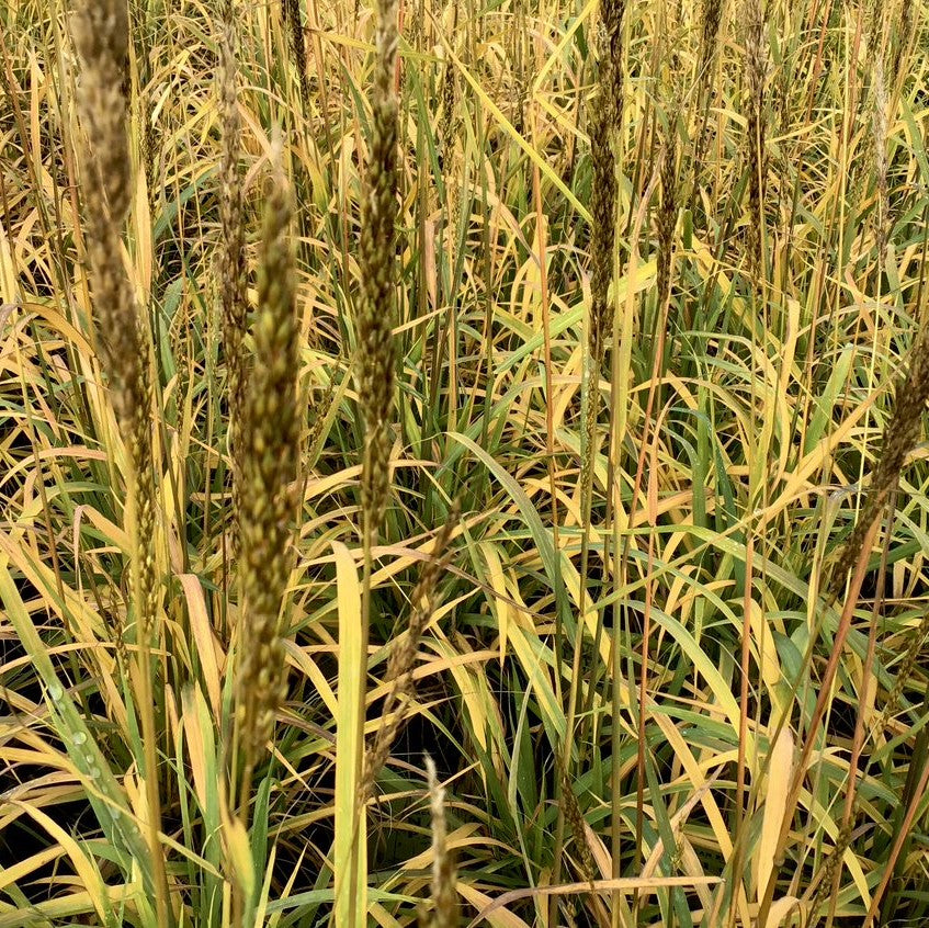 Golden Sunset™ Indiangrass ~ Sorghastrum nutans Golden Sunset G2