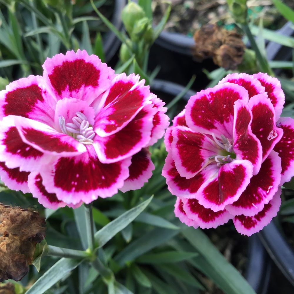 Delilah™ Bicolor Purple Pinks ~ Dianthus plumaris 19CM