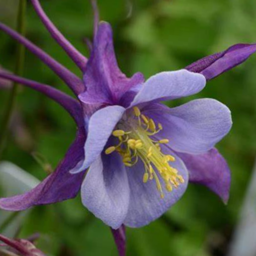 Earlybird™ Purple Blue Columbine ~ Aquilegia x 'Earlybird Purple Blue' 19CM