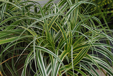 Feather Falls™ Sedge ~ Carex 'ETCRX01 19CM