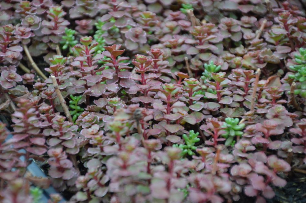 Flaming Carpet™ Merlot Stonecrop ~ Sedum 19CM