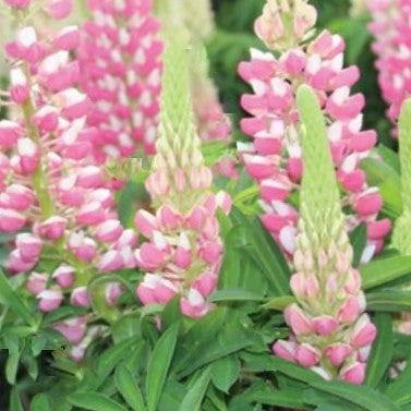 Staircase™ Rose & White Lupine ~ Lupinus polyphyllus PF600