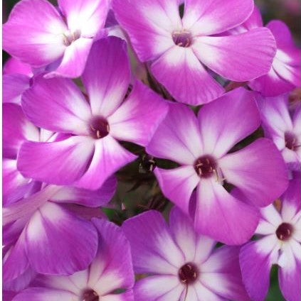 Flame® Pro Purple Garden Phlox ~ Phlox paniculata 'Flame Pro Purple' 19CM