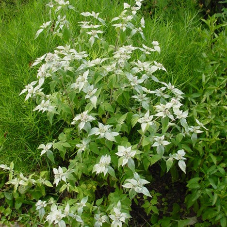 Short-toothed Mountain Mint ~ Pycnanthemum muticum G1