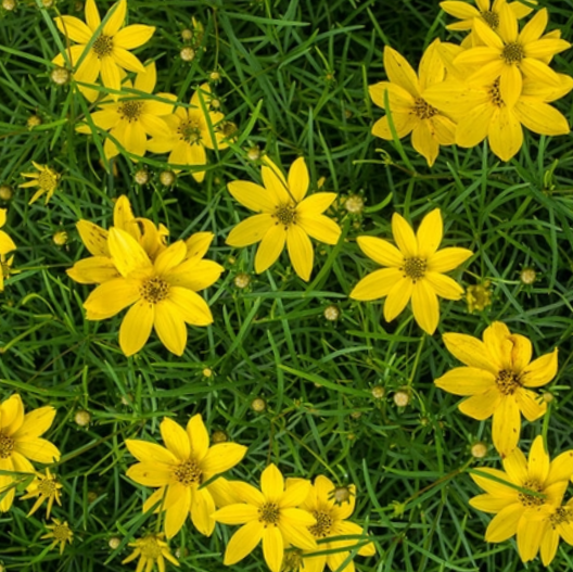 Threadleaf Coreopsis ~ Coreopsis verticillata G1