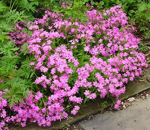 Short and Sweet Catchfly ~ Silene caoliniana G1