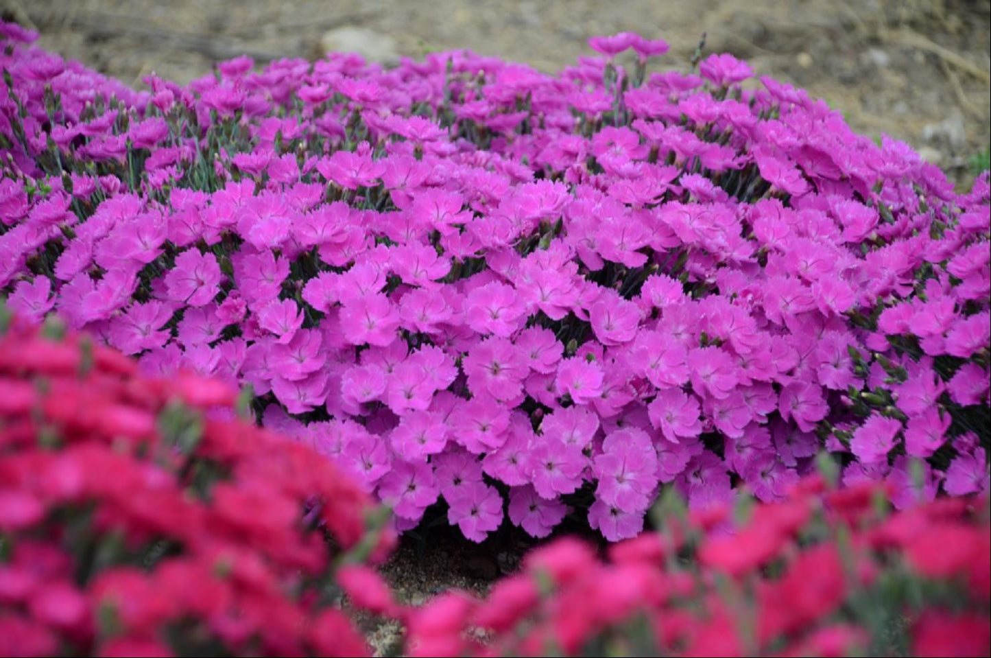 Paint the Town Fancy Pinks ~ Dianthus x 'Paint the Town Fancy' 19CM