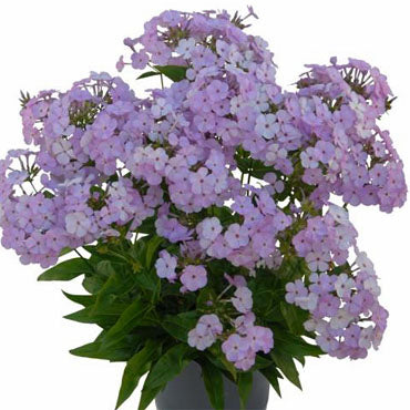 Opening Act Blush Phlox ~ Phlox x G1