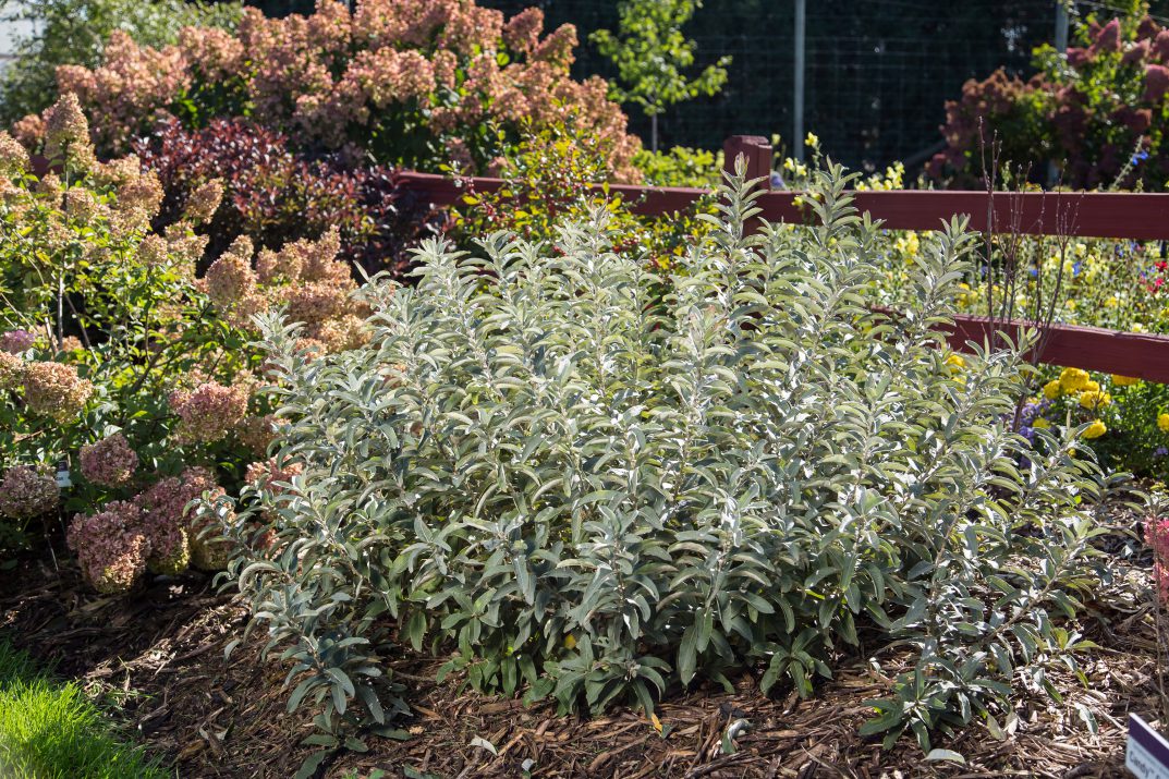 Iceberg Alley® Sageleaf Willow ~ Salix candida 'Jefberg' G3