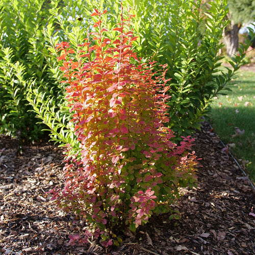Sunjoy® Orange Pillar Barberry ~ Berberis thunbergii 'Sunjoy® Orange Pillar' G2
