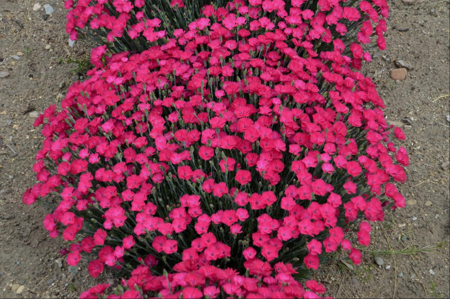 Paint the Town Magenta Pinks ~ Dianthus x 'Paint the Town Magenta' 19CM
