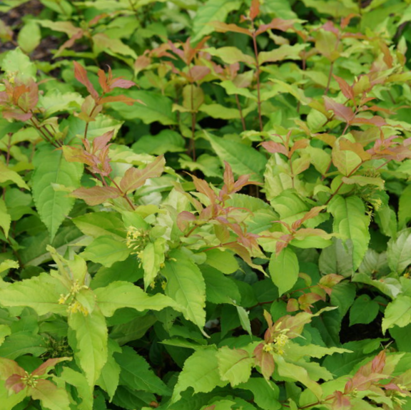 Kodiak® Fresh™ Bush Honeysuckle ~ Diervilla splendens 'SMNDSS' G3