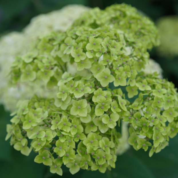 Invincibelle Sublime™ Smooth Hydrangea ~ Hydrangea arborescens 'SMNHRL' G3