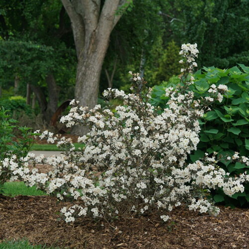 Wine & Spirits® Weigela ~ Weigela florida 'SMNWFGC' G3