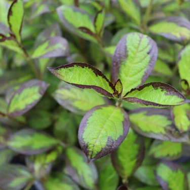 Vinho Verde® Weigela ~ Weigela florida 'SMNWFBGV' G3