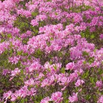 Lilac Lights Azalea ~ Rhododendron 'Lilac Lights' G3