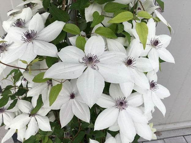 Tsukiko™ Clematis ~ Clematis x 'Evipo110' 19CM