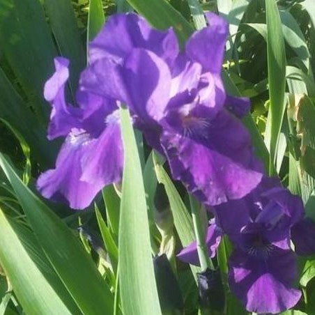 Halston Reblooming Bearded Iris ~ Iris germanica 'Halston' 19CM