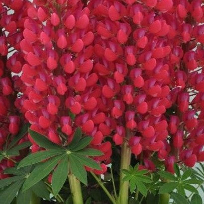 Staircase™ Red Lupine ~ Lupinus polyphyllus PF600