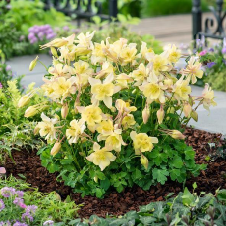 Earlybird™ Yellow Columbine ~ Aquilegia x 'Earlybird Yellow' 19CM