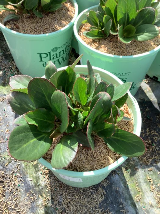 Early Brilliance™ Magenta Elephant Ears ~ Bergenia x 'Magenta' 19CM