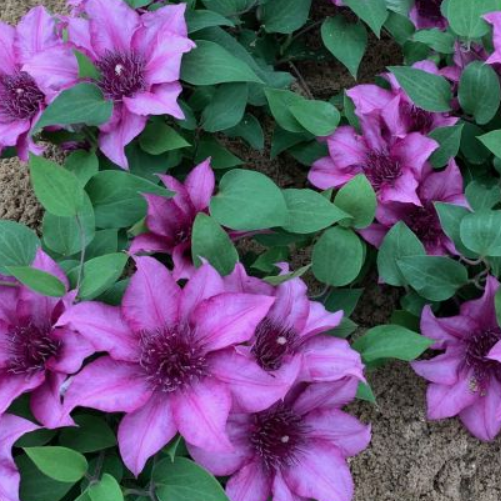 Elodi Clematis ~ Clematis x 'Evipo115' 17CM