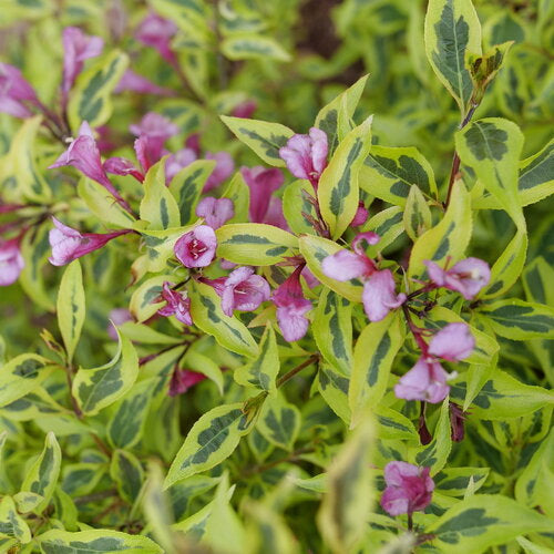 Bubbly Wine® Weigela ~ Weigela florida 'FLORACLAR' G3