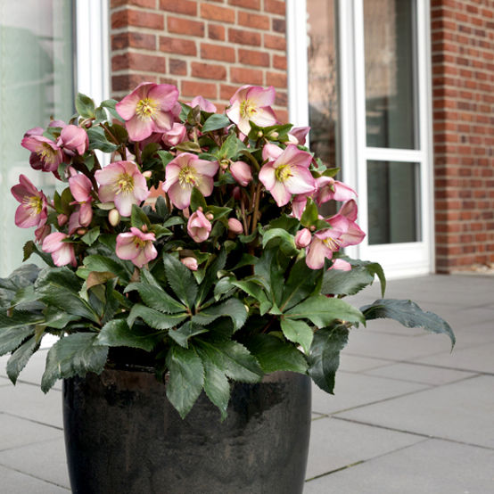 Ice N' Roses® Rose Lenten Rose ~ Helleborus x glandorfensis 'COSEH 4200' 19CM
