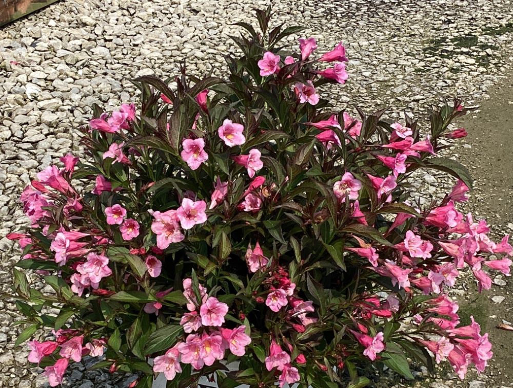 Sonic Bloom® Wine Weigela ~ Weigela florida 'SMNWFG' G3
