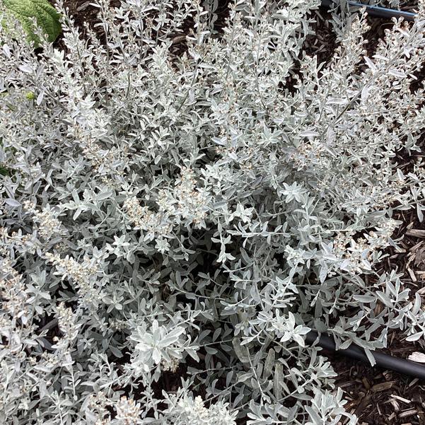 GardenGhost™ Wormwood ~ Artemisia 'GardenGhost' 19CM