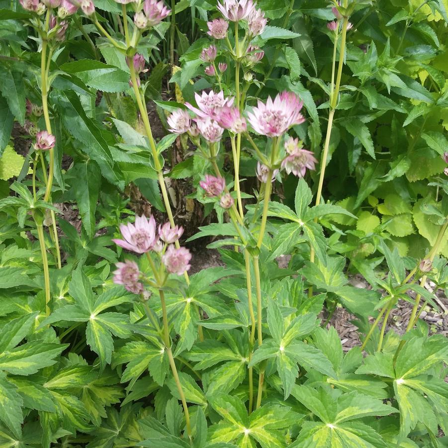Masterpiece Masterwort ~ Astrantia major 'Masterpiece' G1