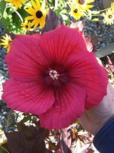 MoonShadow™ Carmine Rose Mallow ~ Hibiscus x 'Carmine' G2