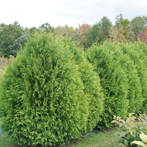 Cheer Drops® Arborvitae ~ Thuja occidentalis 'SMNTDGT' G3